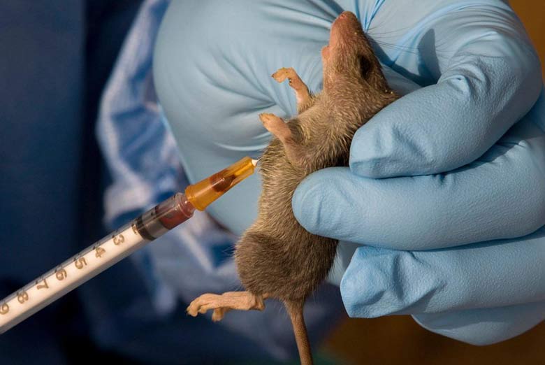 “Lassa Fever Death Toll Reaches 53, NCDC Tracks…